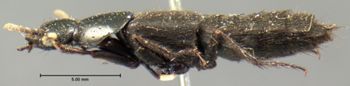 Media type: image;   Entomology 7278 Aspect: habitus lateral view